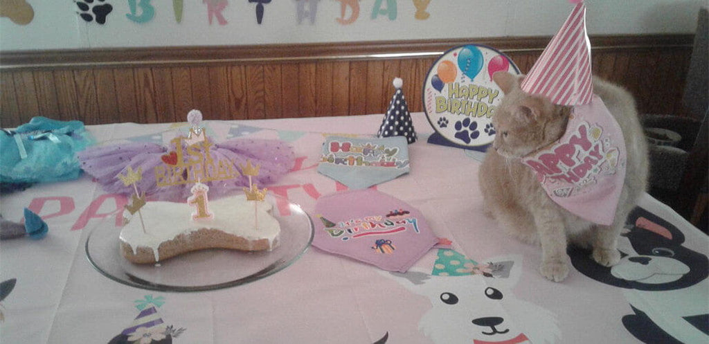 Some creative tips to pet birthday party