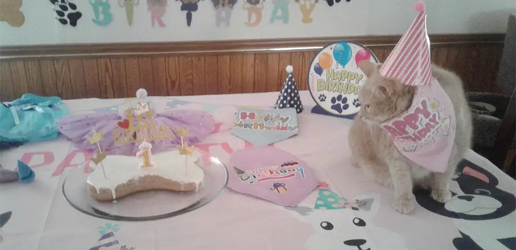 Capture cute images from birthday parties for your pet