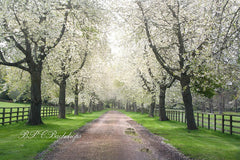 Lofaris Blooming Trees Path Spring Flower Backdrop For Photo Booth