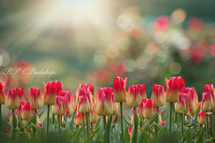 Lofaris Flowers Tulips Spring Summer Photography Backdrop