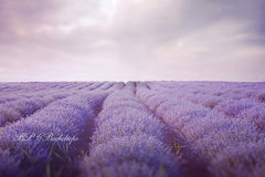 Lofaris Lavender Field Spring Photography Backdrop For Portrait