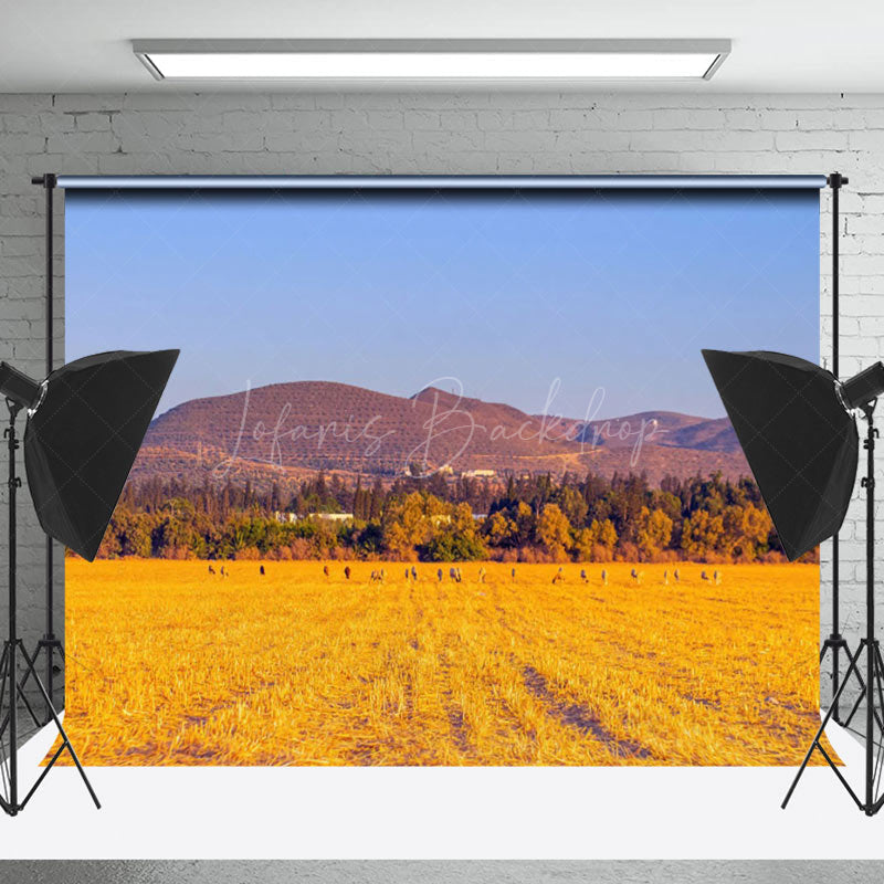 Lofaris Wheat Field After Harvest With Blue Sky Backdrop